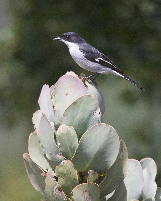 image Fiscal Flycatcher