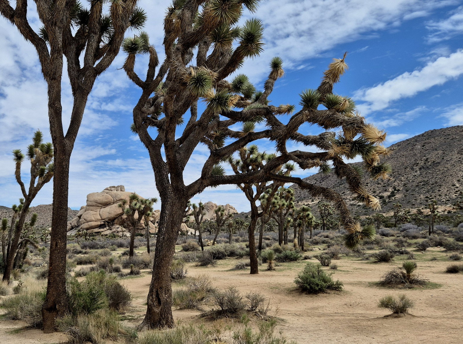 Joshua Tree Usa