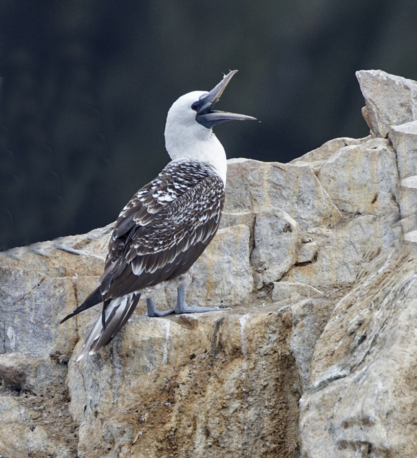 Peruvian Booby (Sula variegata) | Birdingplaces