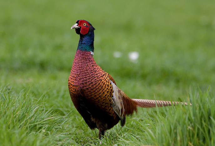 image Common Pheasant