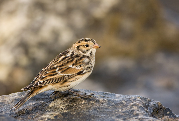 image Lapland Bunting