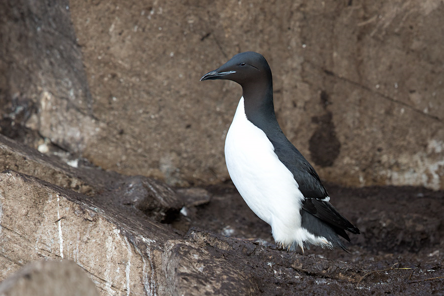 image Brünnich's Guillemot