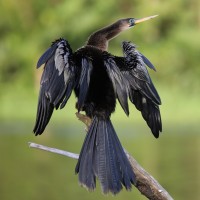 Anhinga