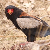 Bateleur