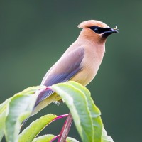 Cedar Waxwing