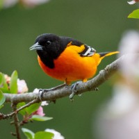 Baltimore Oriole