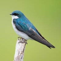 Tree Swallow