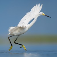 Snowy Egret