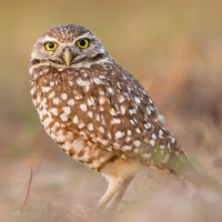 Burrowing Owl