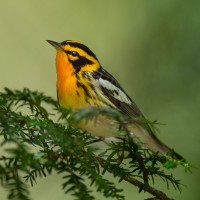 Blackburnian Warbler