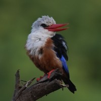 Grey-headed Kingfisher