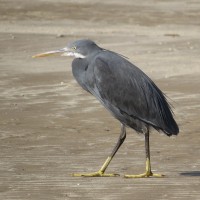 Western Reef-Heron