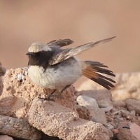 Red-rumped Wheatear