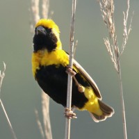 Yellow-crowned Bishop