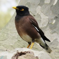 Common Myna