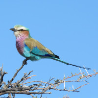 Lilac-breasted Roller