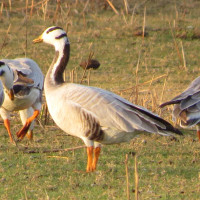 Bar-headed Goose