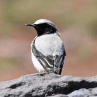 Northern Wheatear (Black-throated)