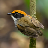 Black-cheeked Gnateater