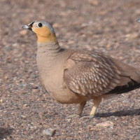 Crowned Sandgrouse