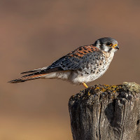 American Kestrel