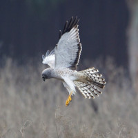 Northern Harrier