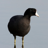 American Coot