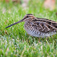 Wilson's Snipe