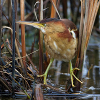 Least Bittern