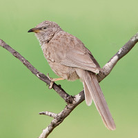 Arabian Babbler