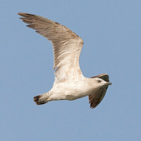 Armenian Gull