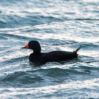 Black Scoter