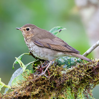 Swainson's Thrush