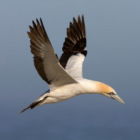 Cape Gannet