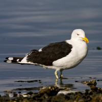 Kelp Gull