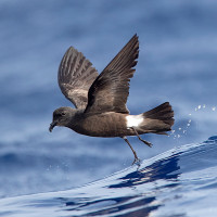 Madeiran Storm Petrel