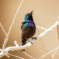 Palestine Sunbird