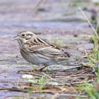 Pine Bunting