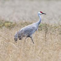 Sandhill Crane