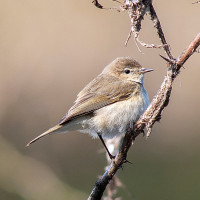 Siberian Chiffchaff