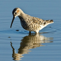 Stilt Sandpiper