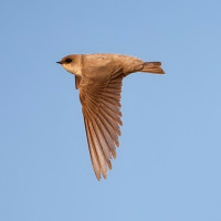 Pale Crag Martin