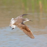 Falaropo Tricolor