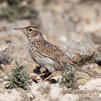 Dupont's Lark