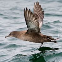 Sooty Shearwater