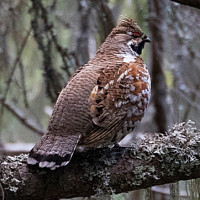 Gélinotte des bois