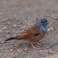 House Bunting