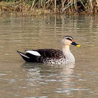 Indian Spot-billed Duck