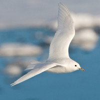 Ivory Gull