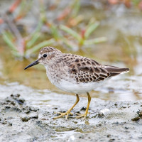 Least Sandpiper